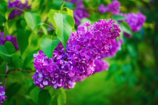 Lilacs blooming in nature. Spring blossom. Blooming lilac bush.