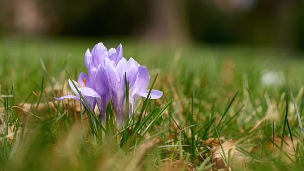 Blooming crocuses on a meadow in Herrenkrugpark in the north of Magdeburg in Germany in springtime