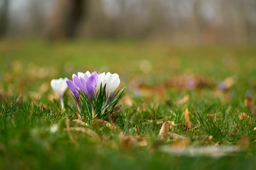 Blooming crocuses on a meadow in Herrenkrugpark in the north of Magdeburg in Germany in springtime