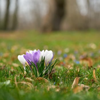 Blooming crocuses on a meadow in Herrenkrugpark in the north of Magdeburg in Germany in springtime