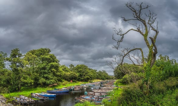Large dead tree covered in ivy with wooden paddle boats moored in row on river with dramatic storm sky and clouds, Ring of Kerry, Killarney, Ireland