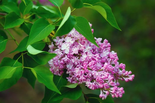 Branch of blossoming lilac in nature. Spring blossom.