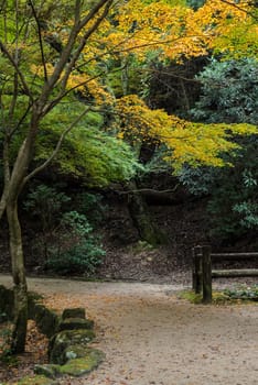 Japanese Autumn color leaves of Momijidani park in Miyajima, Japan