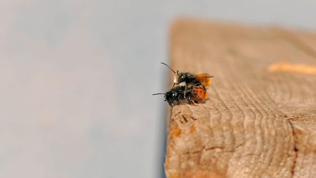European orchard bees during reproduction