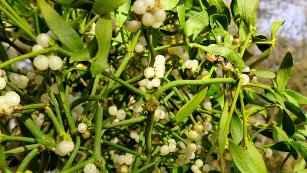 mistletoe with ripe berries