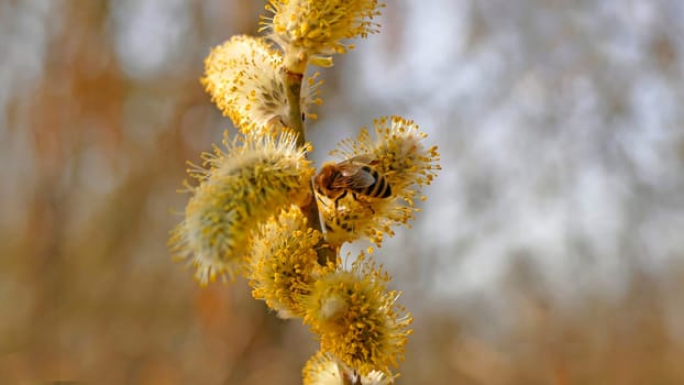 Willow blossom with bee in springtime in Germany