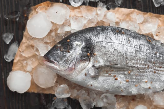 Raw dorada fish or gilt-head bream on ice with lemon slices and rosemary over black wooden background, flat lay, top view.