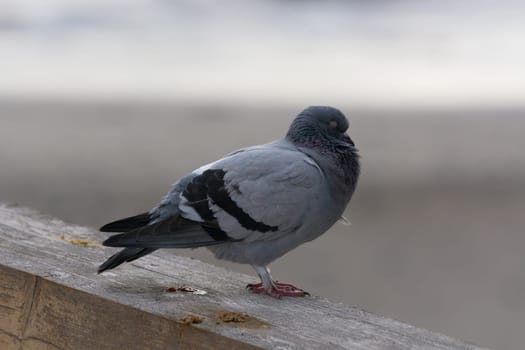 Many pigeons are crowded together