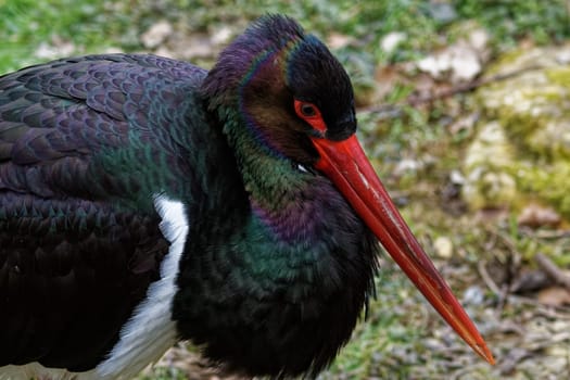 Black stork