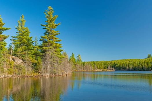 White Pines and Calm Waters on Annie Lake in the Boundary Waters in Minnesota