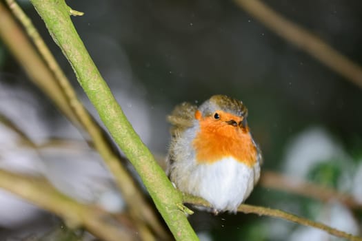 Bird of the year