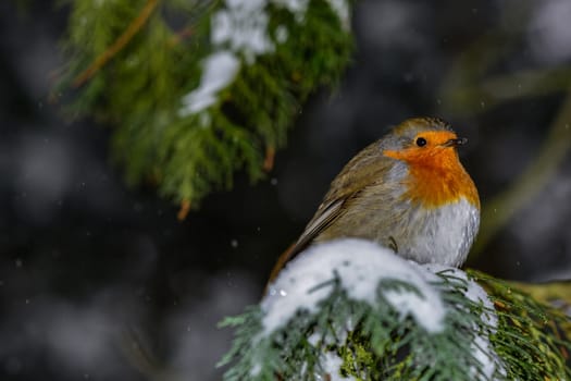 Bird of the year
