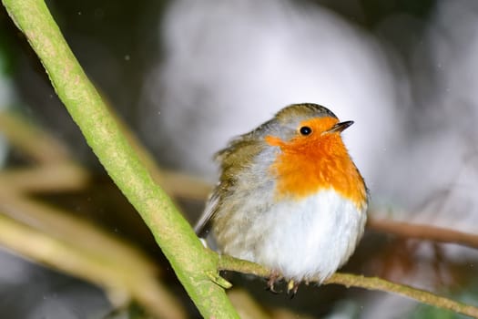 Bird of the year