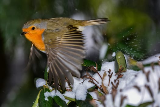 Bird of the year