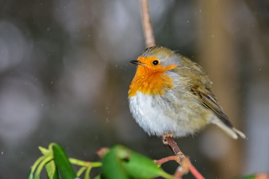 Bird of the year
