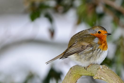 Bird of the year