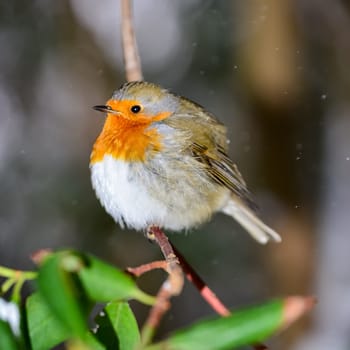 Bird of the year