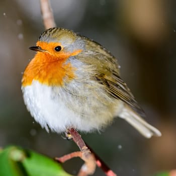 Bird of the year