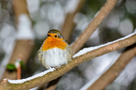 Bird of the year