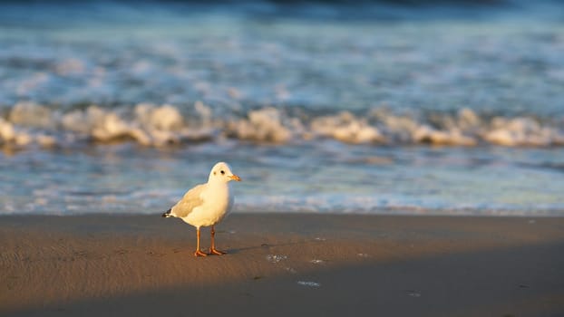 Seagull on the beach of the Polish Baltic Sea coast near Swinoujscie