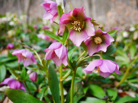 The purple snow rose,also known as Christmas rose,from the hellebore genus,in its natural environment in the forest.