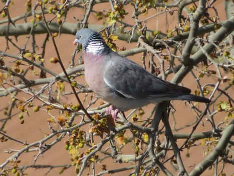 beautiful bird pigeon looking for flight animal food