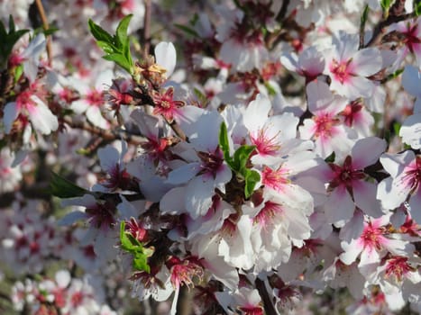 beautiful flowers of natural colors spring pollen aroma