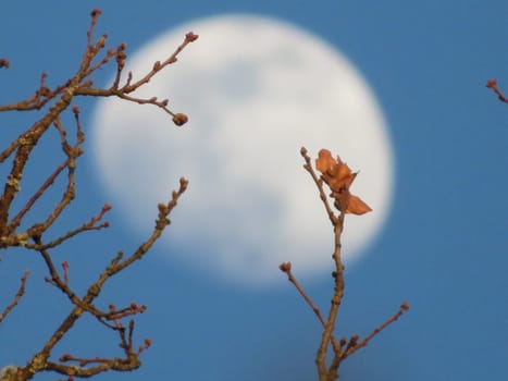 beautiful moon behind leaf tree takes out branch
