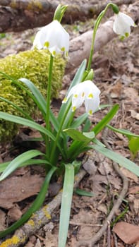 In the Märzenbecherwald near Algersdorf in the Franconian Alb,you can find the nature-protected spring knot flower also called Märzenbecher,Marchbecher,Marchbellchen or Large Snowdrop