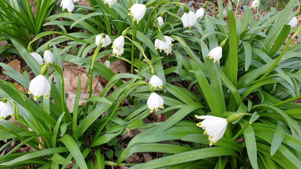 In the Märzenbecherwald near Algersdorf in the Franconian Alb,you can find the nature-protected spring knot flower also called Märzenbecher,Marchbecher,Marchbellchen or Large Snowdrop