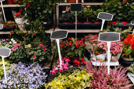 Different flowers in a shop show window with blank price tags. High quality photo