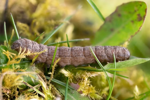 Side view of a caterpillar of the moth shadow monk ,Cucullia umbratica, on a blade of grass