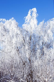 Willow tree covered in snow during winter