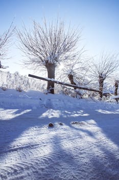 Small streets and trees in town covered in snow