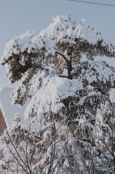 Big fir tree covered in snow