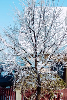 Tree covered in snow during winter