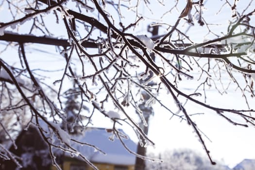 Close up of branches covered in snow