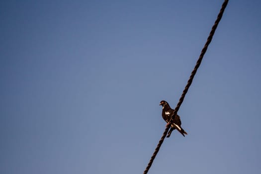 Pigeon sitting a power line during a sunny day