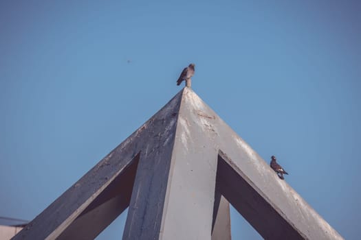 Bird staying on top a bridge during a sunny day
