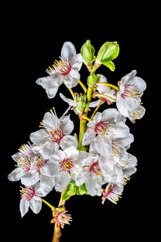 Detail view of a branch of the mirabelle with flowers, buds and leaves isolated on black