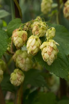 Green hops
