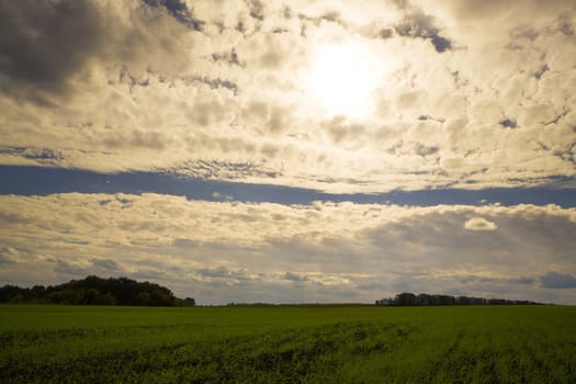 green field and blue sky
