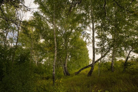 Beautiful landscape - summer birchwood
