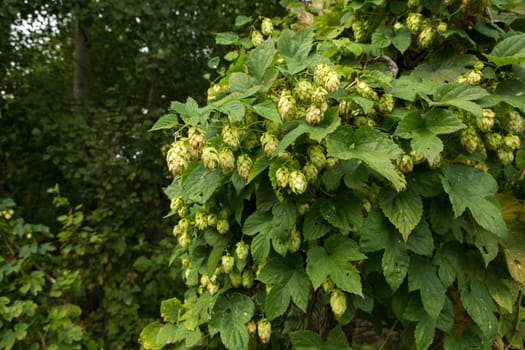 Green hops