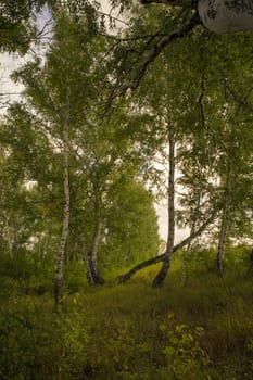 Beautiful landscape - summer birchwood