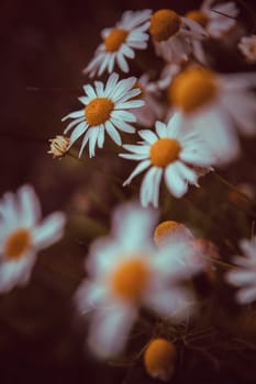 Vintage look of summer daisies in grass