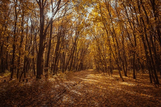 Sunset in the autumn forest