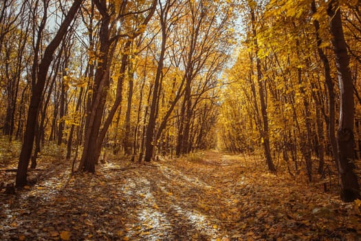 Sunset in the autumn forest