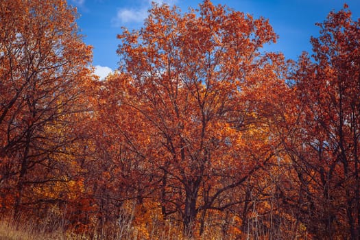 Sunset in the autumn forest