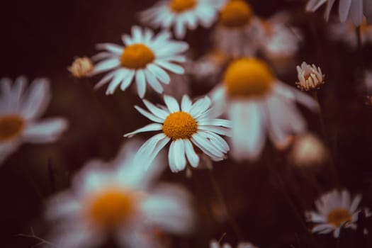 Vintage look of summer daisies in grass